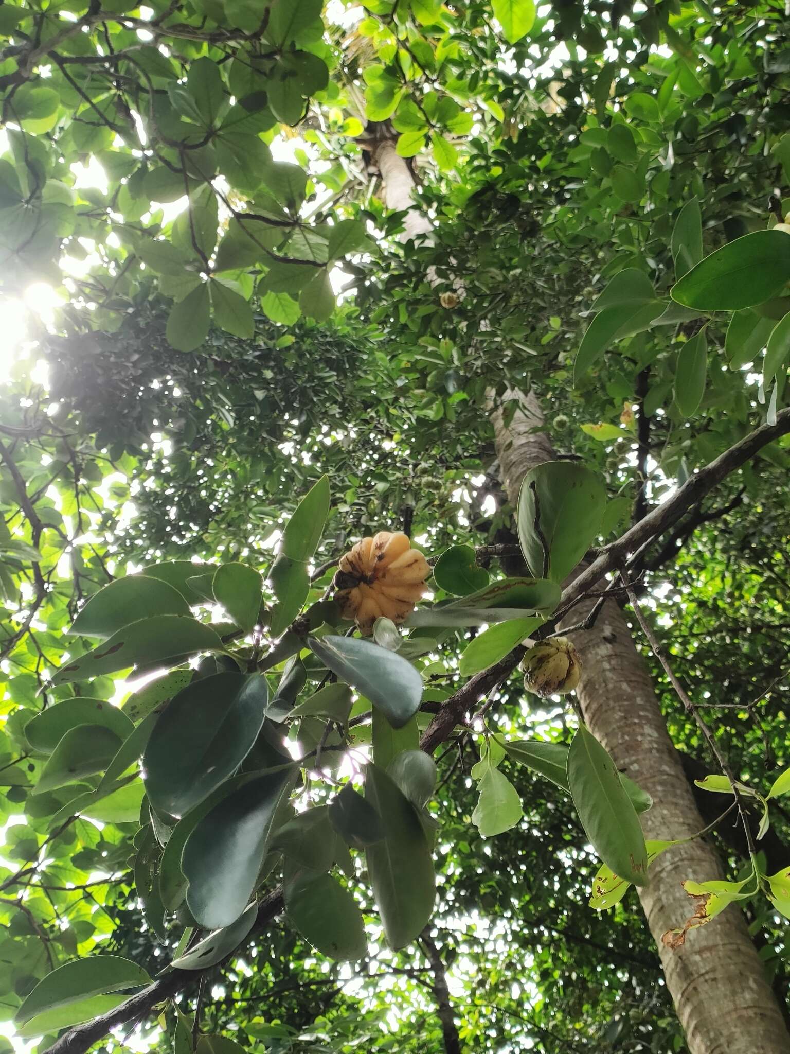 Image of Garcinia gummi-gutta (L.) N. Robson