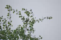 Image of Tree Pipit