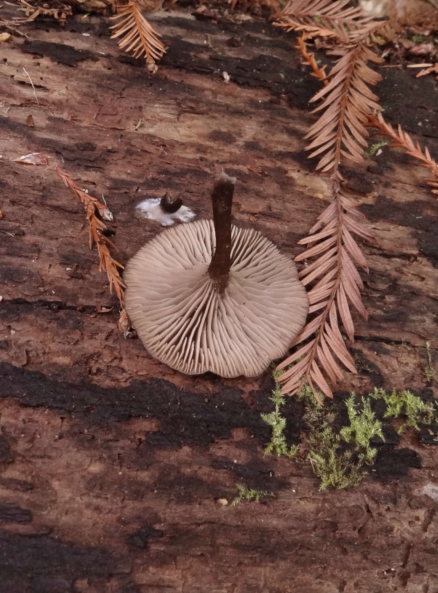 Image of Arrhenia epichysium (Pers.) Redhead, Lutzoni, Moncalvo & Vilgalys 2002