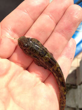 Image of Frillfin Goby