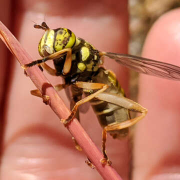 Image of Spilomyia foxleei Vockeroth 1958