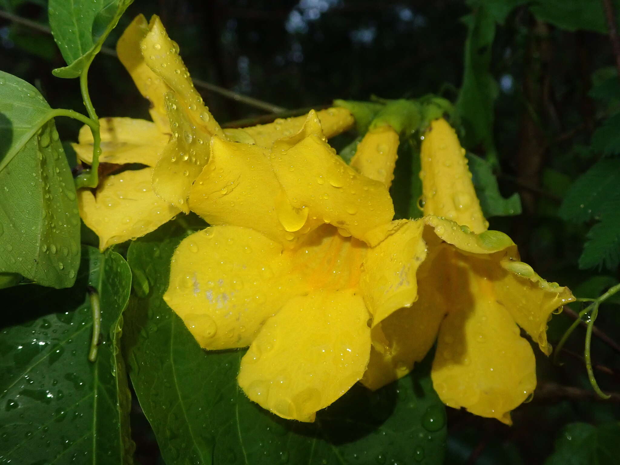 Image of Dolichandra quadrivalvis (Jacq.) L. G. Lohmann