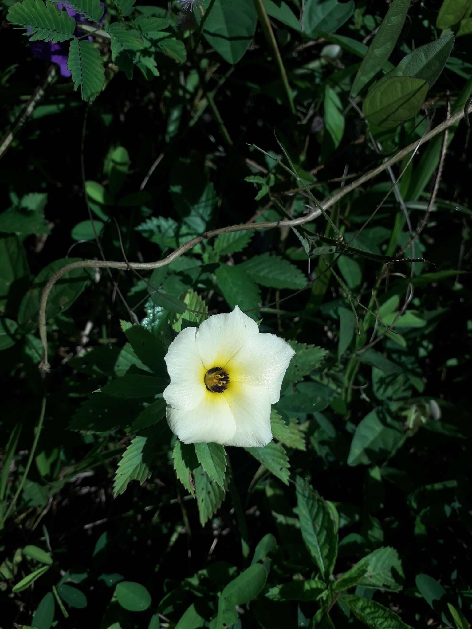 Plancia ëd Turnera subulata J. E. Smith