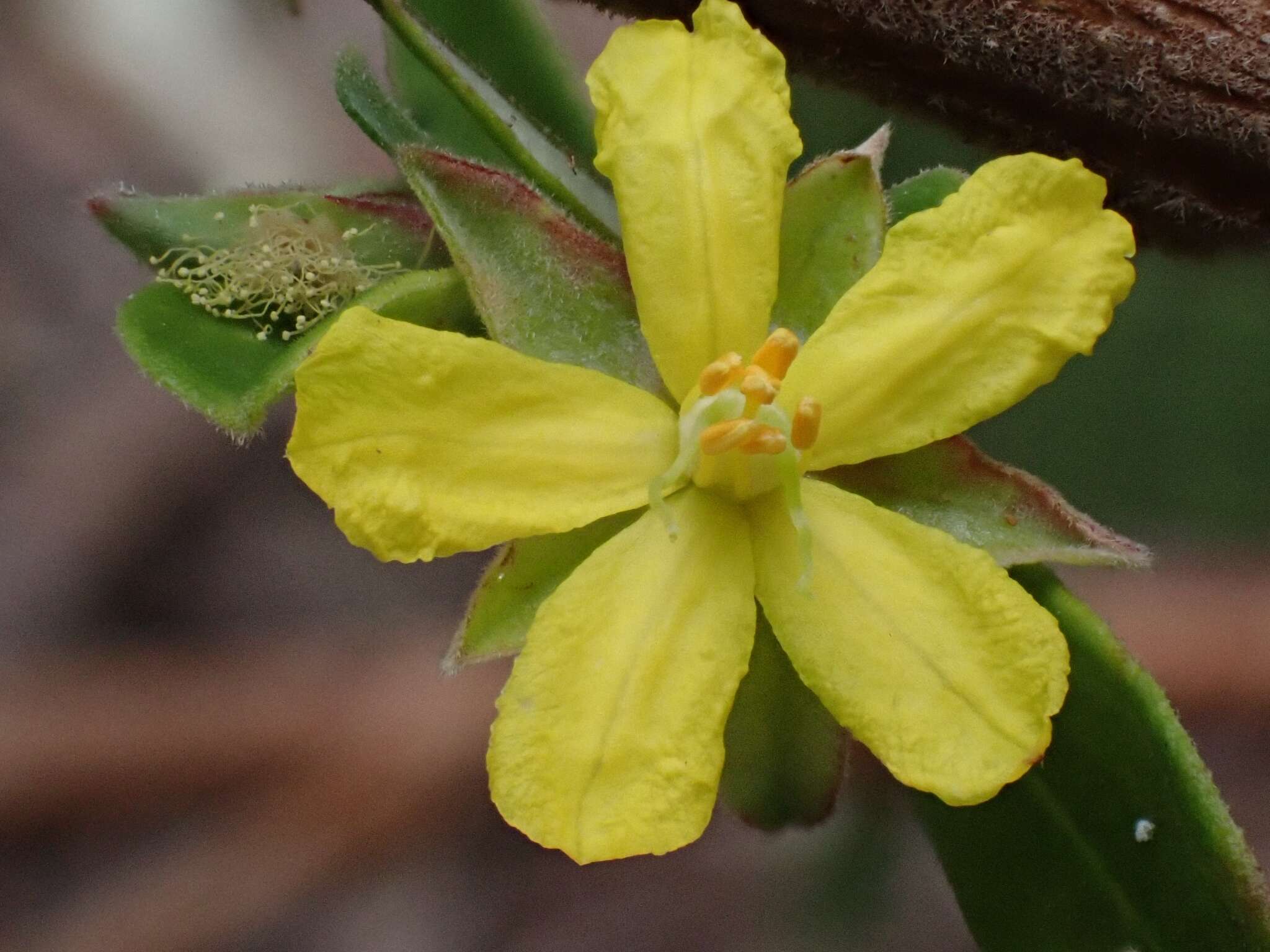 Image de Hibbertia hexandra C. T. White