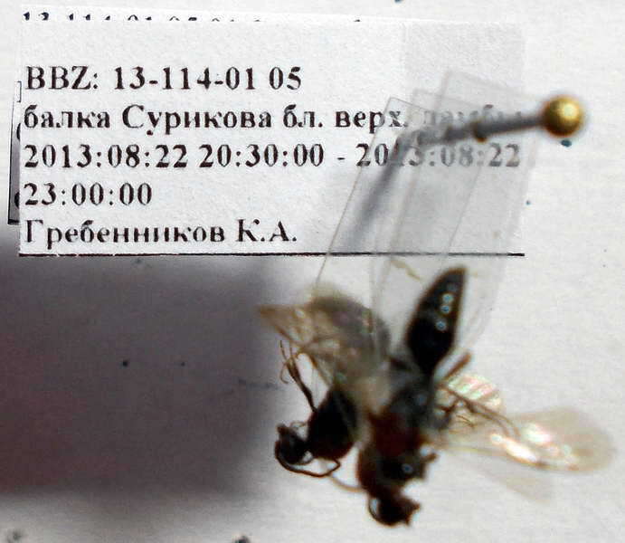 Image of Physetopoda portschinskii (Radoszkowsky 1888)