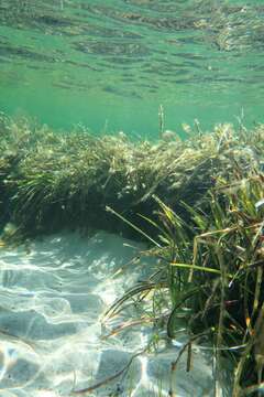 Слика од Posidonia australis Hook. fil.