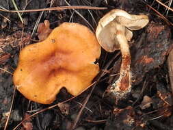 Image de Pholiota rufodisca A. H. Sm. & Hesler 1968