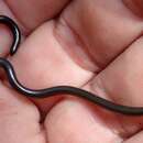 Image of San Salvador Blind Snake