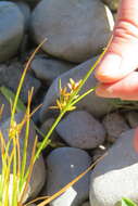 Image of Dentate umbrella sedge