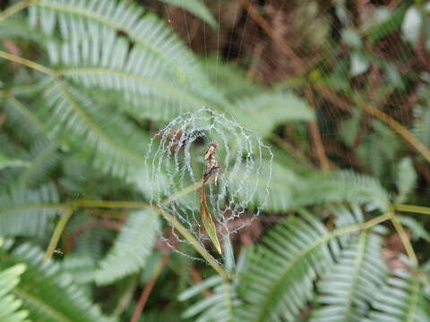 Image of Cyclosa ginnaga Yaginuma 1959