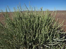 Image of Euphorbia gregaria Marloth