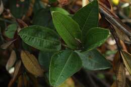 Image of Miconia squamulosa (Sm.) Triana