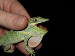 Image of Cuban Giant Anole