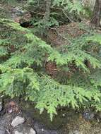 Image of balsam fir