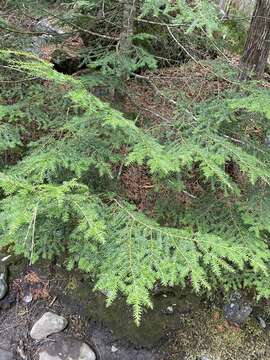 Abies balsamea var. balsamea的圖片