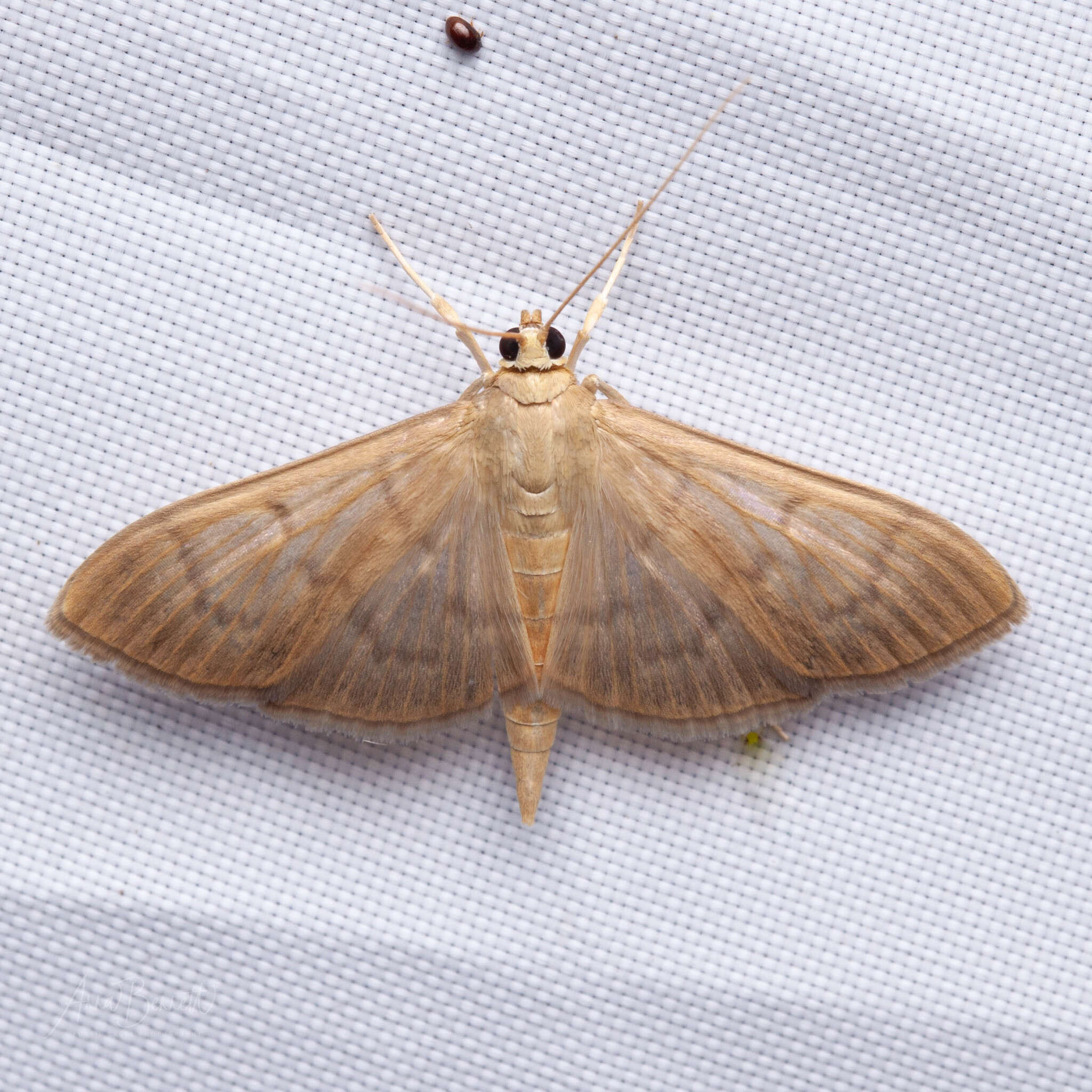 Image of <i>Patania silicalis</i>