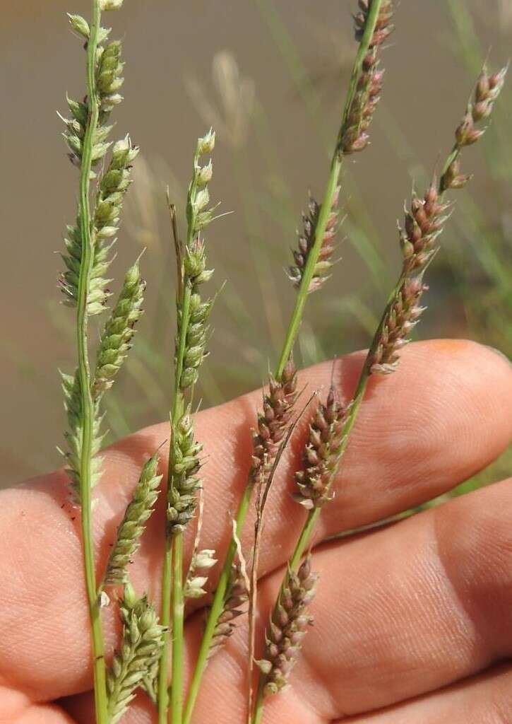 Image of Antelope Grass
