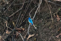 Image of Half-collared Kingfisher