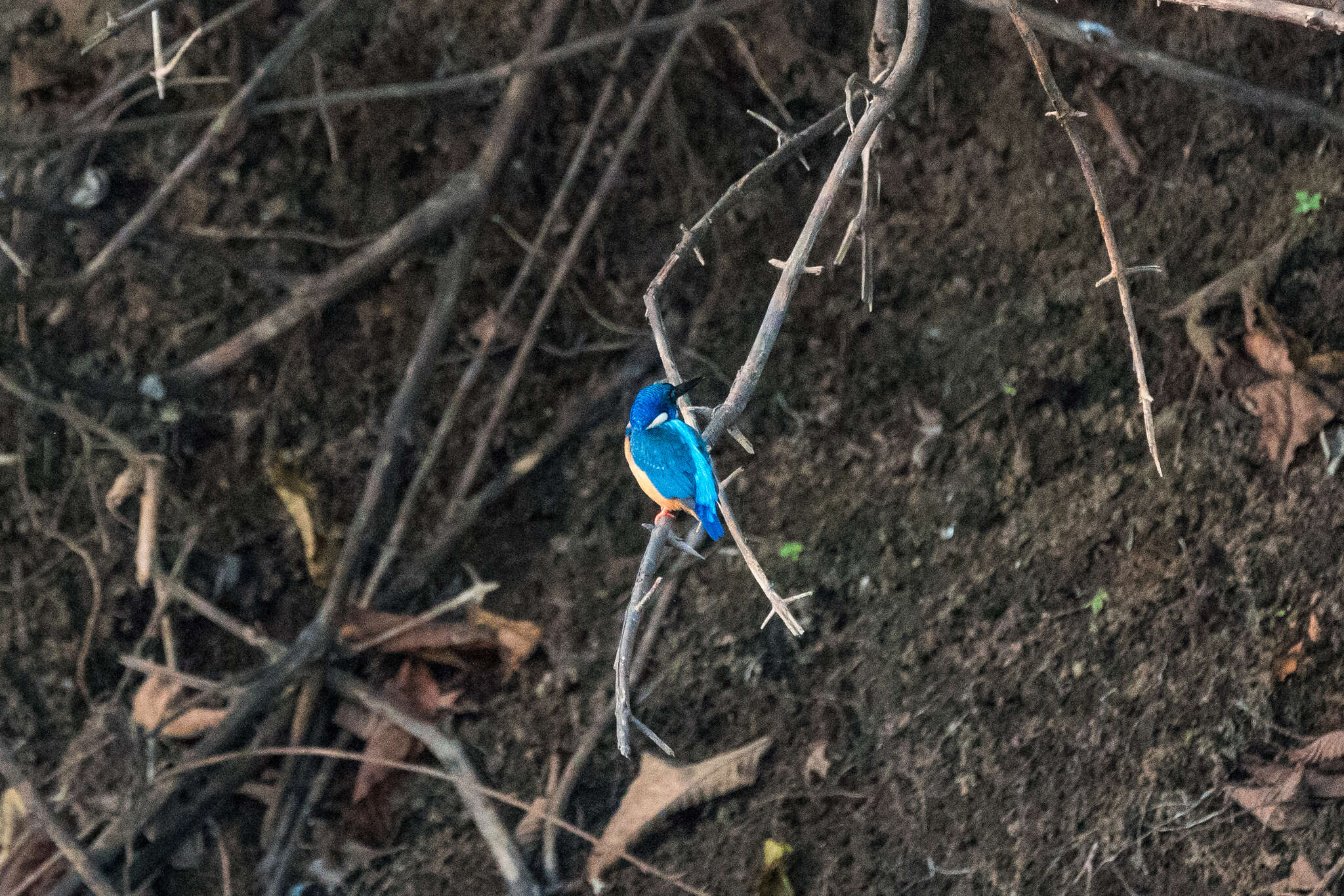 Image of Half-collared Kingfisher