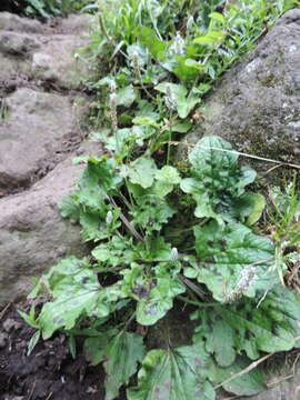 Image of Plantago palmata Hook. fil.