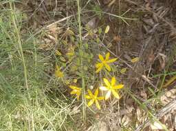 Image of common goldenstar