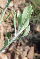 Image of Osteospermum moniliferum subsp. pisiferum (L.) J. C. Manning & Goldblatt