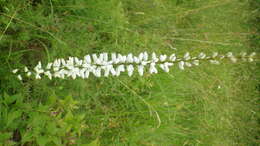 Image of white colicroot