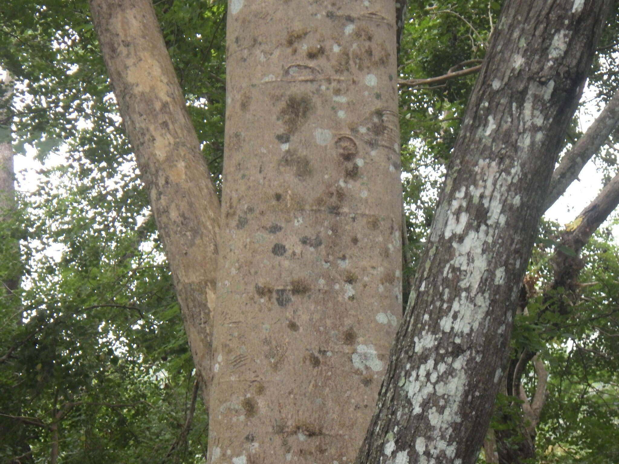 Image de Palisandre De L'Inde