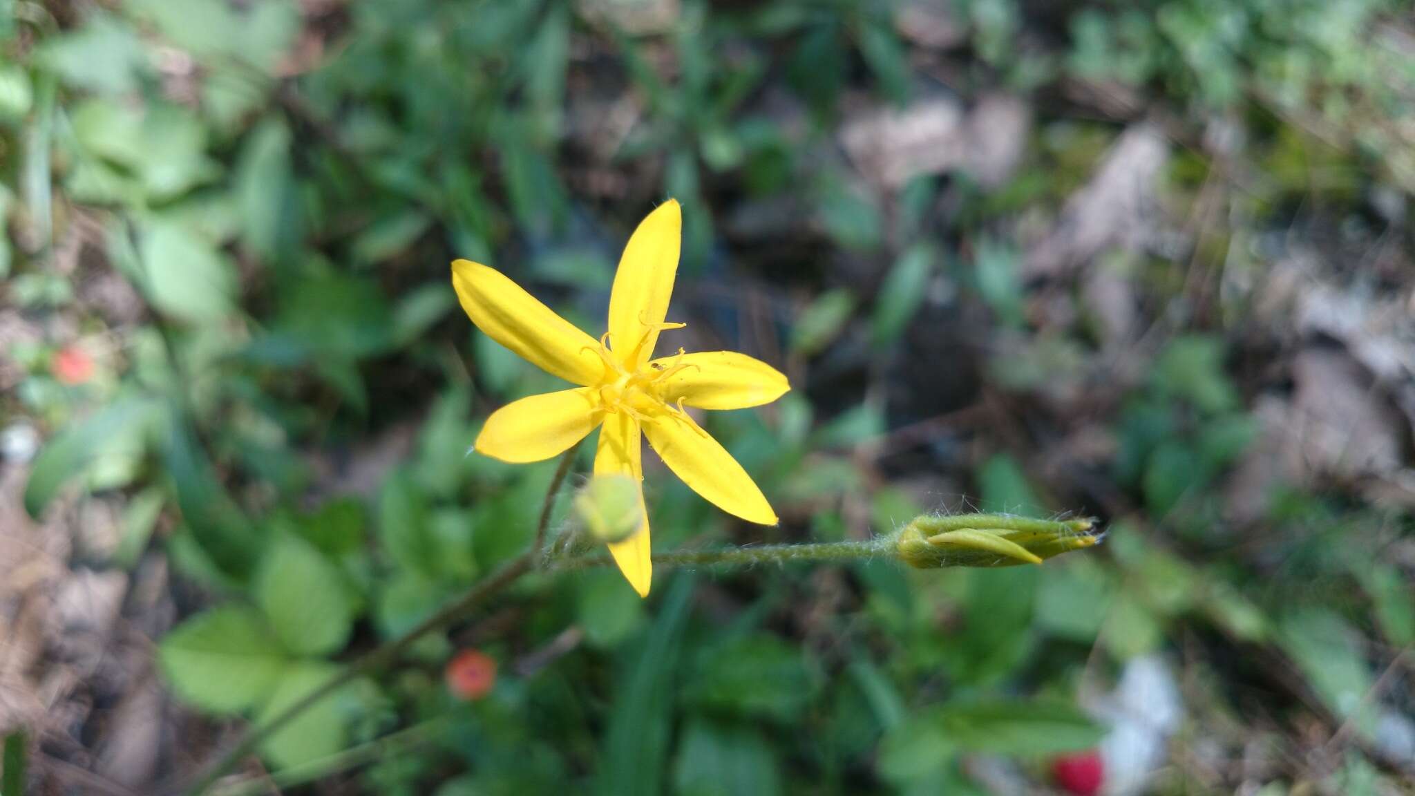 Image of Hypoxis pulchella G. L. Nesom