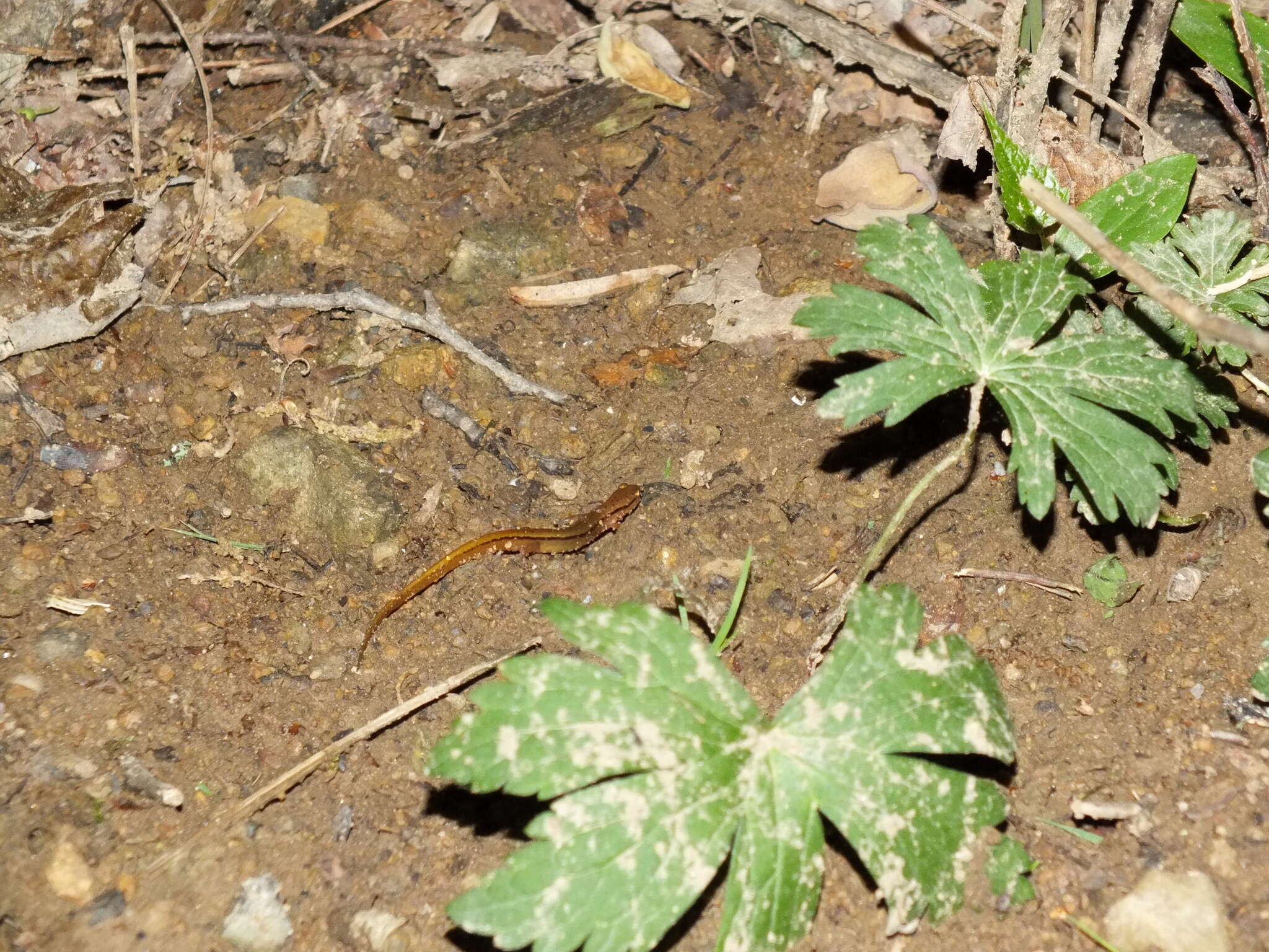 Plancia ëd Eurycea wilderae Dunn 1920