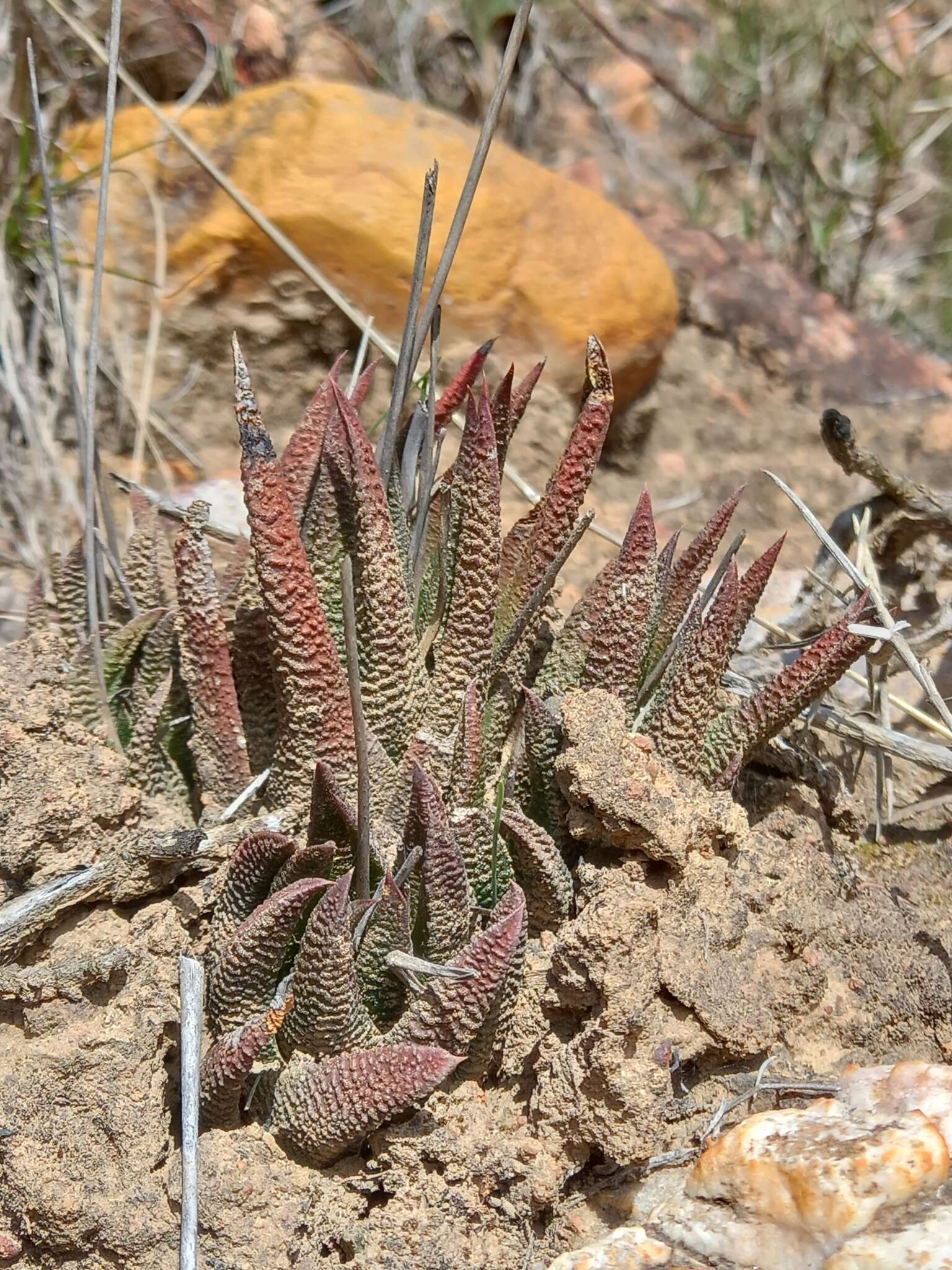 Image of Haworthiopsis scabra (Haw.) G. D. Rowley