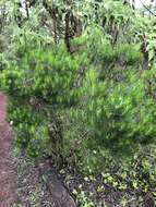 Image of Thin-leafed Darwin's Shrub