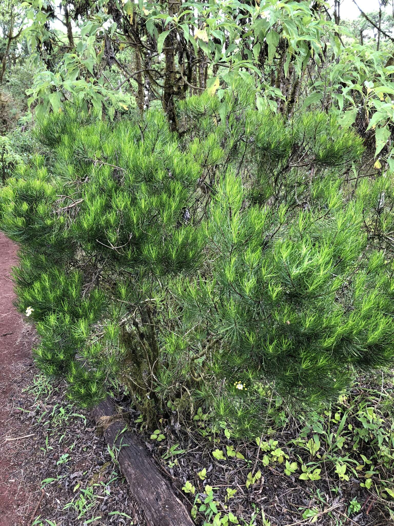 Image of Thin-leafed Darwin's Shrub