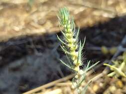 Image of Bassia laniflora (S. G. Gmel.) A. J. Scott