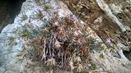 Image of Dianthus rupicola Biv.