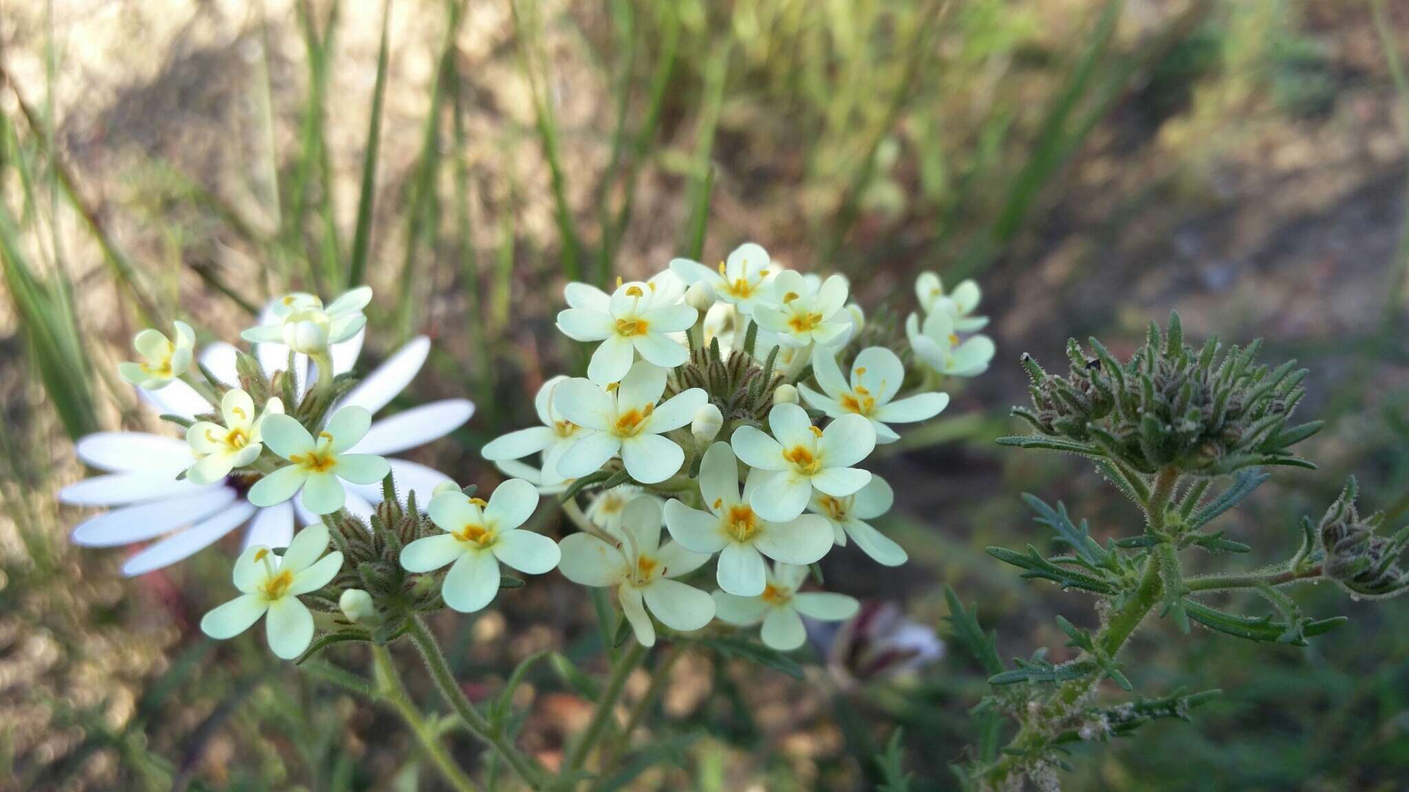 Image de Polycarena capensis (L.) Benth.