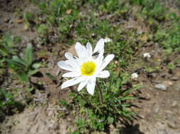 Image of Carolina anemone