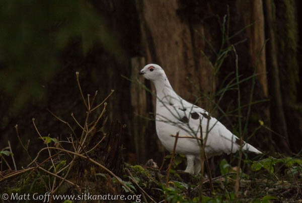 Image of Willow Grouse and Red Grouse