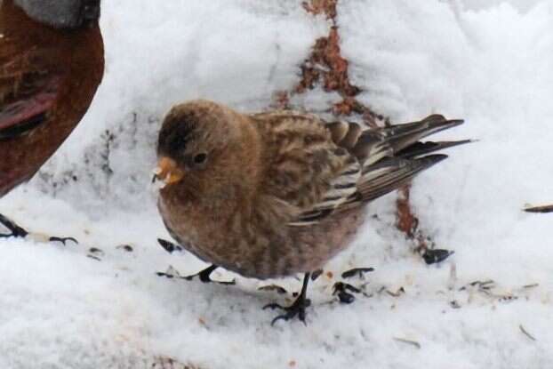 Leucosticte australis Ridgway 1874的圖片