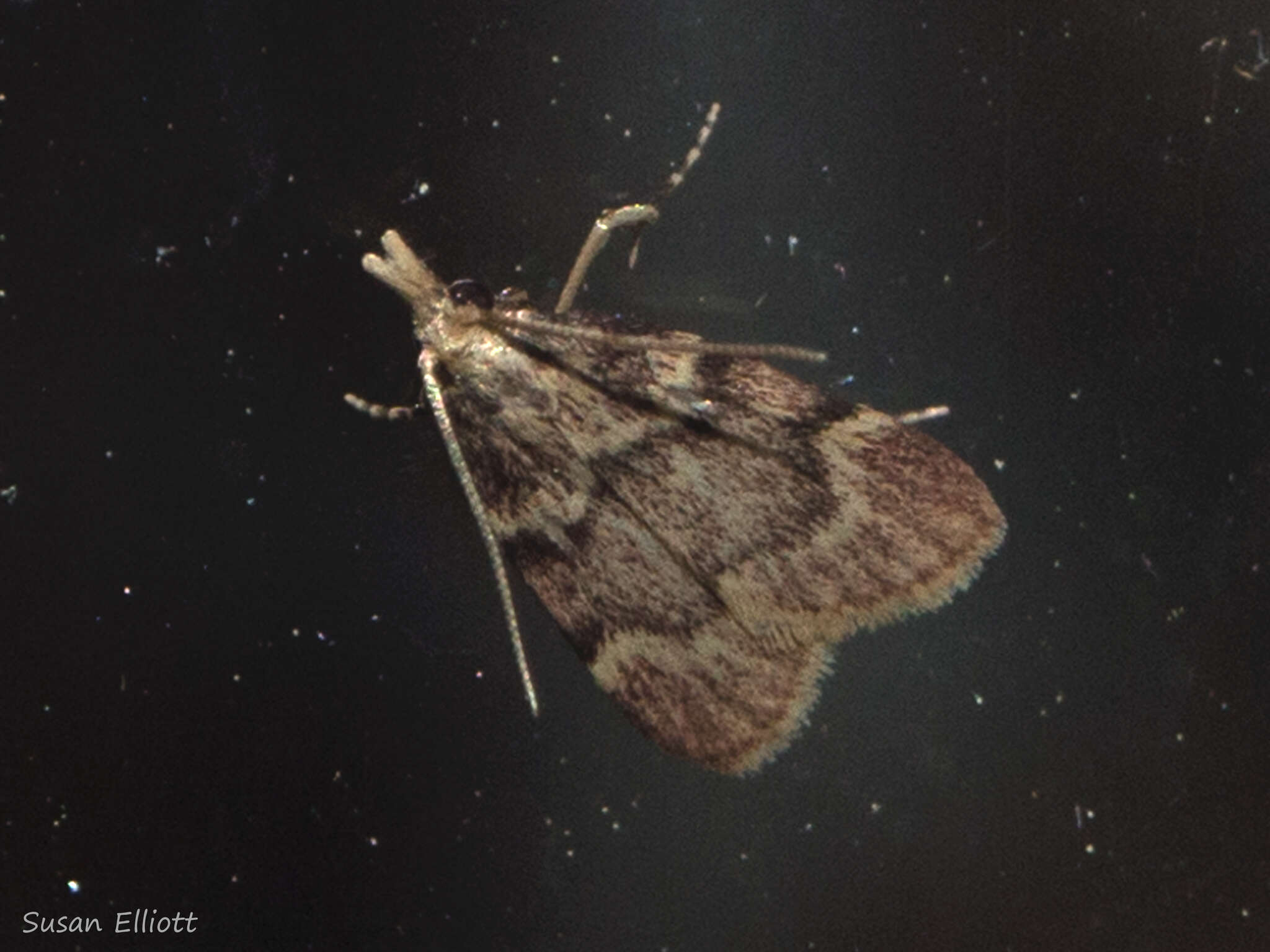 Image of Pink-masked Pyralid Moth