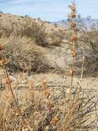 Image of scallopleaf sage