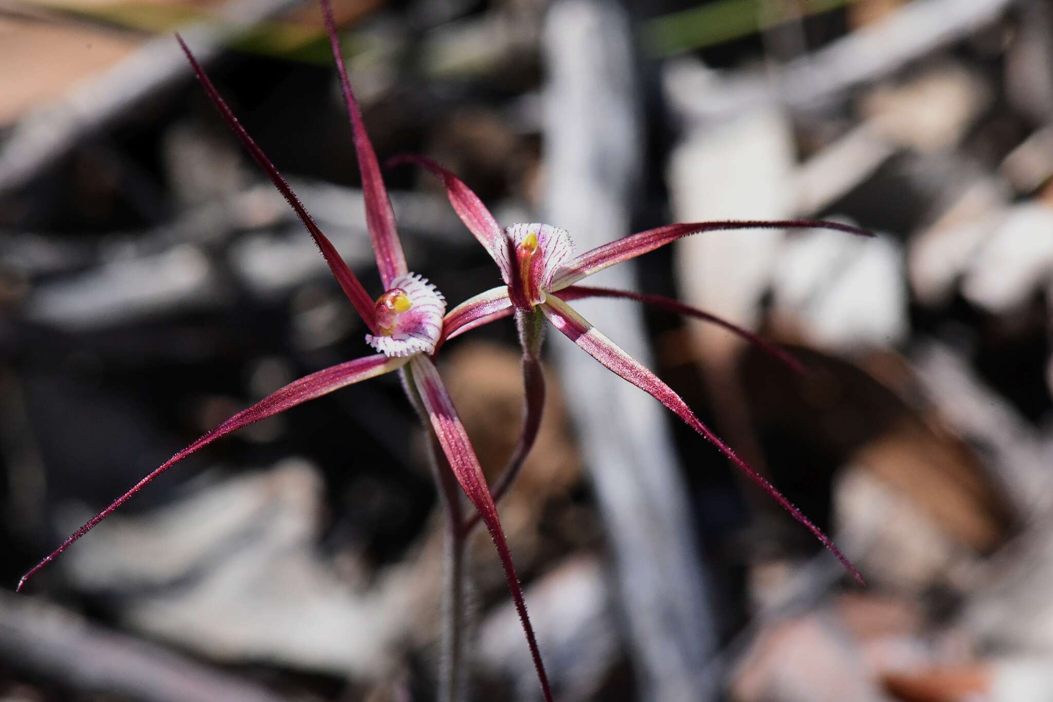 Image of Caladenia denticulata subsp. rubella A. P. Br. & G. Brockman