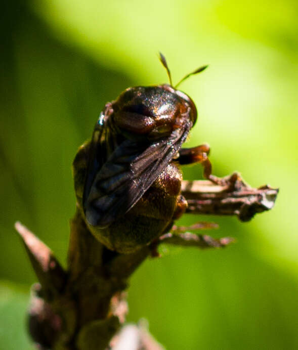 Image of Microdon abditus Thompson 1981