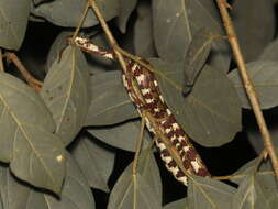 Image of Ringed Snail Sucker