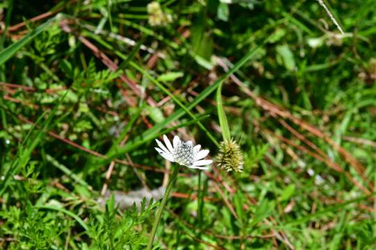 Image of Eryngium scaposum Turcz.