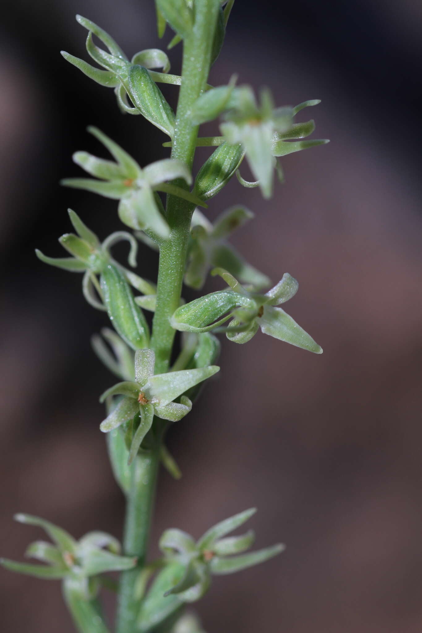 Image of narrow-petal rein orchid