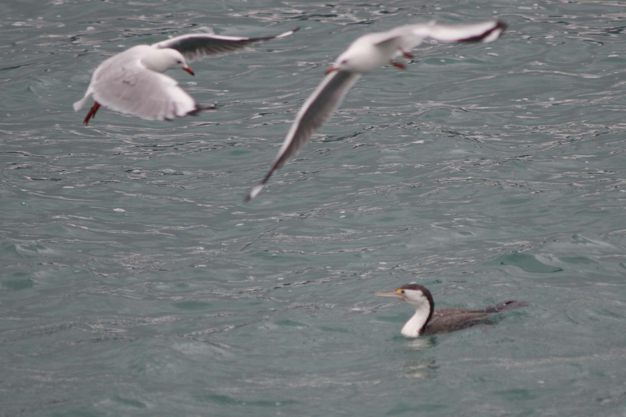 Imagem de Phalacrocorax varius varius (Gmelin & JF 1789)