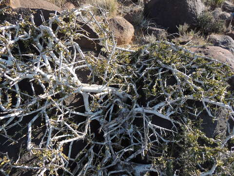 Image of Shepherd's tree