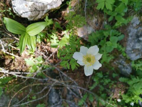 Image of Pulsatilla alpina subsp. austroalpina D. M. Moser