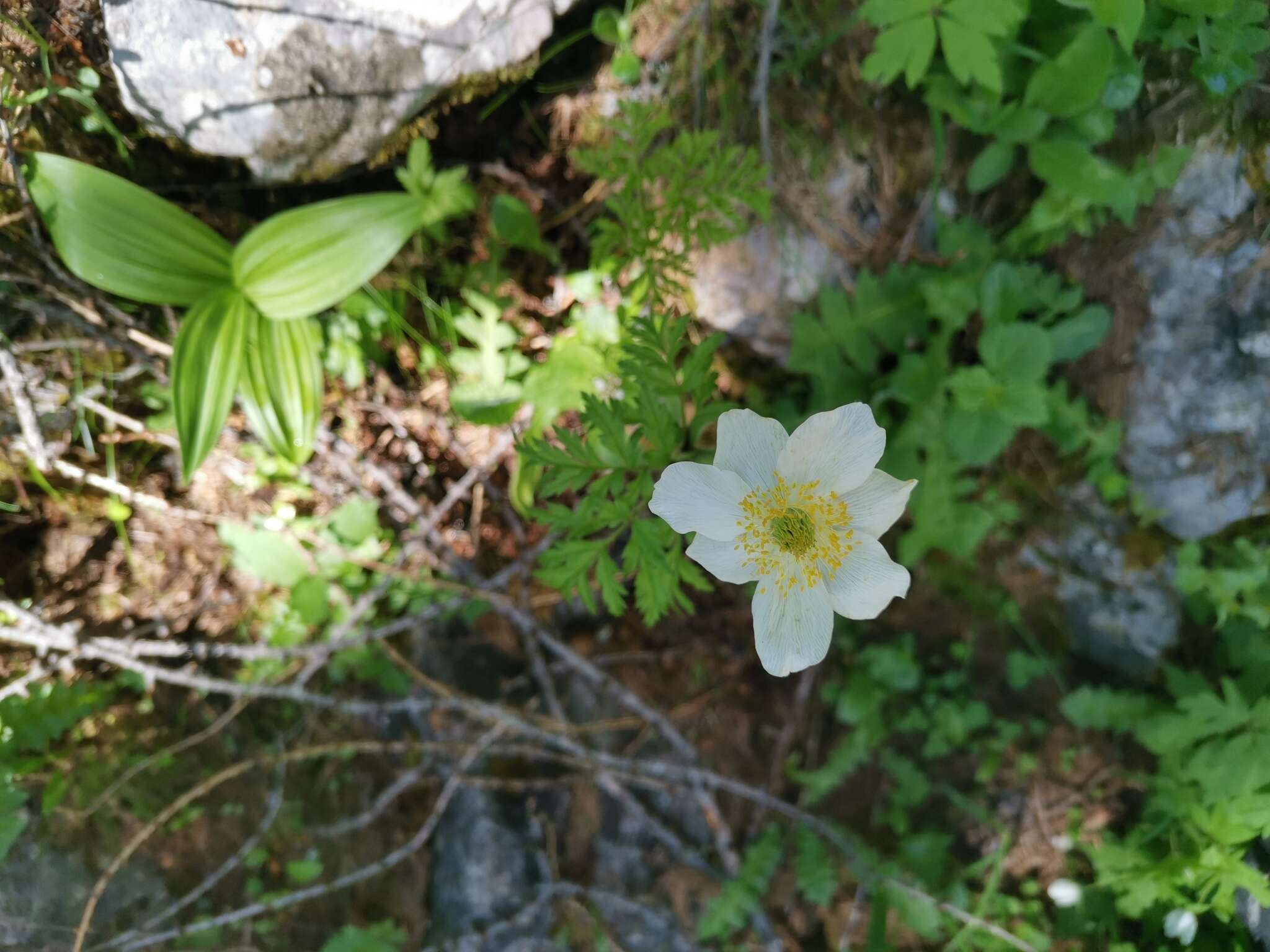 Imagem de Pulsatilla alpina subsp. austroalpina D. M. Moser